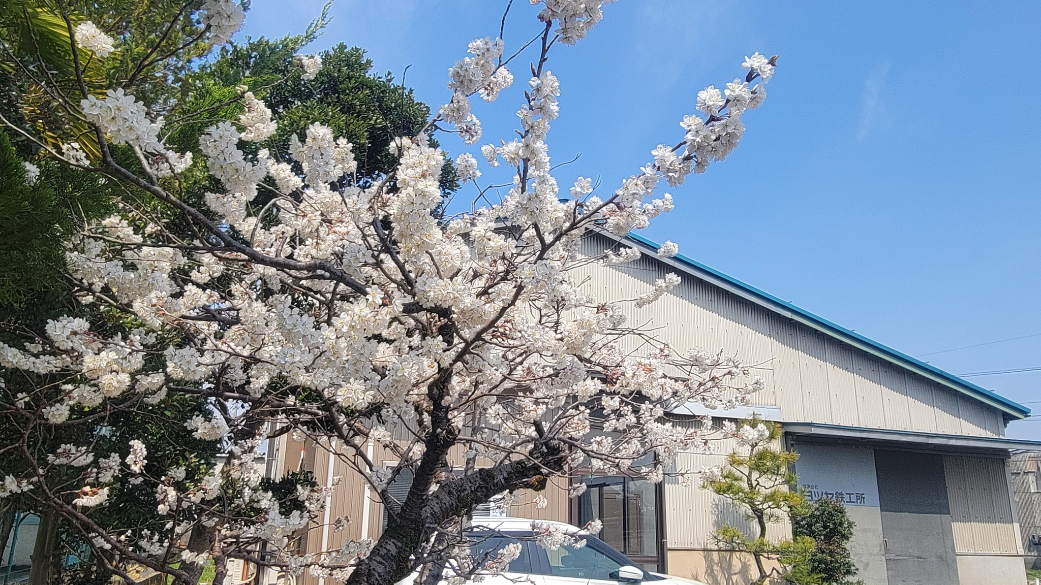 工業団地内に「山桜」や「さくらんぼ」の花が咲き始め