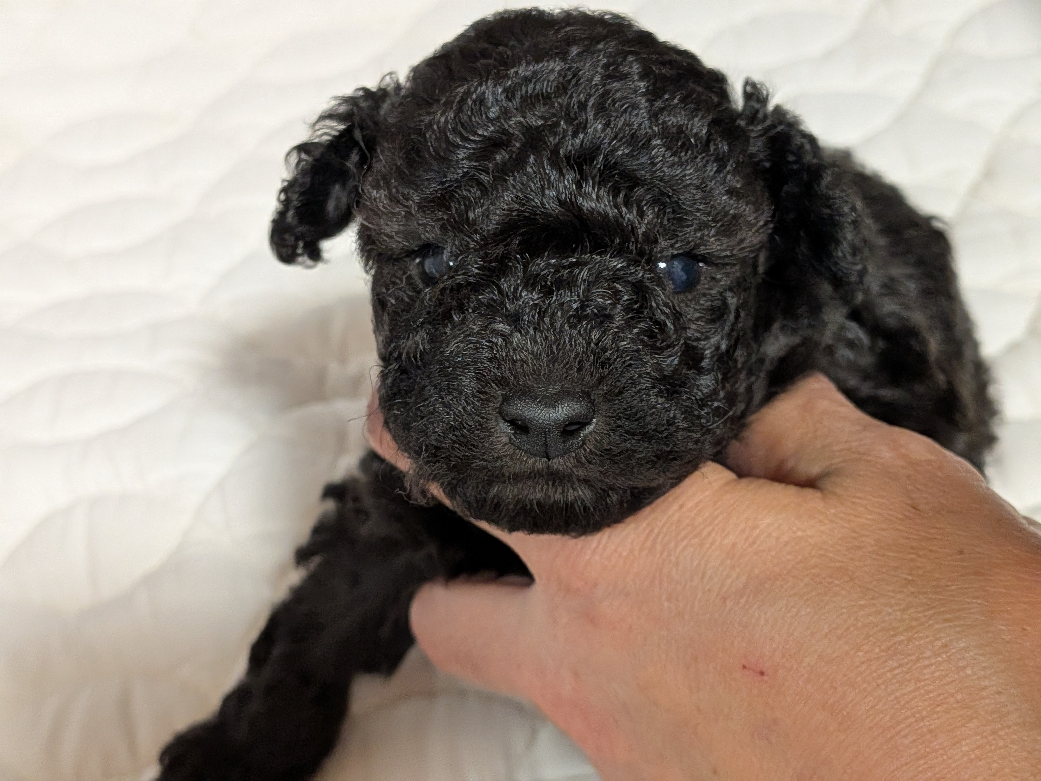 可愛い子犬たち