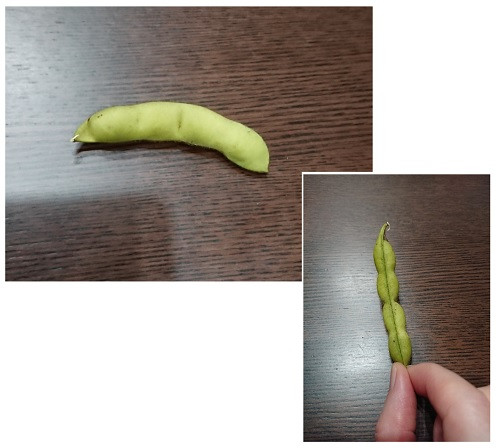 枝豆素材.jpg