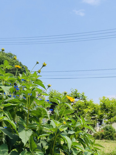 夏はな.jpg