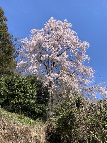 IMG_7832.jpeg