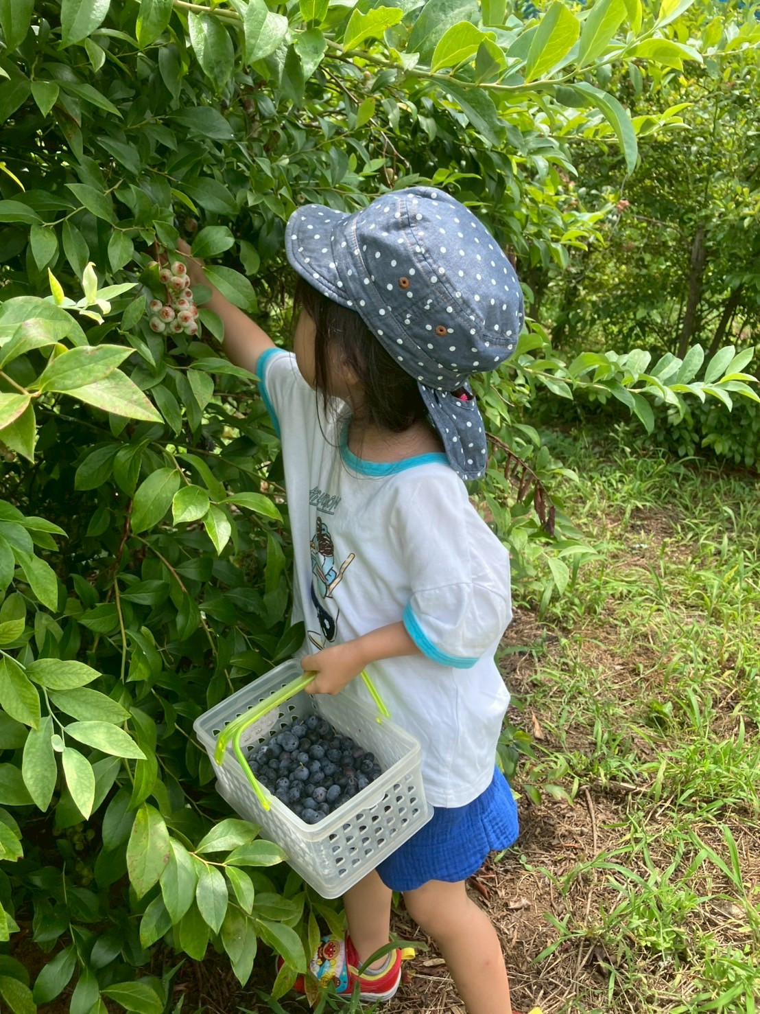 ブルーベリー園、開園します！！