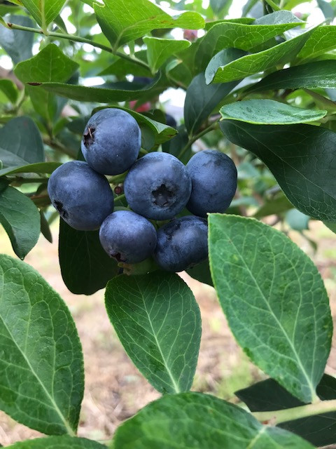 ブルーベリーの収穫が始まっています。今年も美味しい実がたくさん。