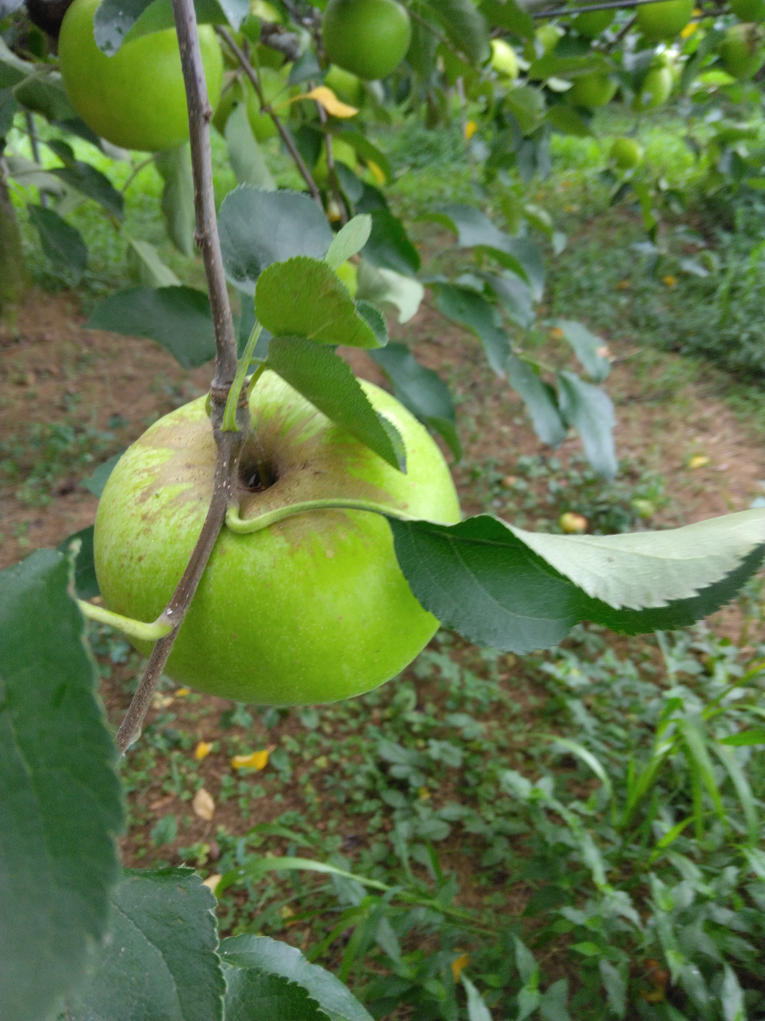 早生　りんご「津軽」の収穫販売始まっています。
