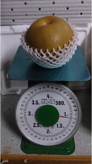 新高梨　１キロ玉です。