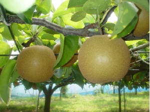 我が園自慢の豊水梨。甘味＋酸味バランス最高！