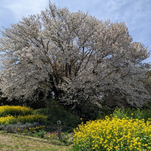 商工会近くのオオシマザクラ