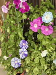 IMG_5705.jpeg