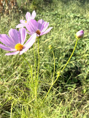 IMG_5829.jpeg
