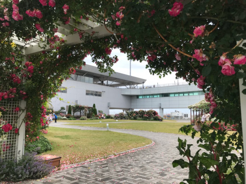 山口宇部空港のバラ園.jpg