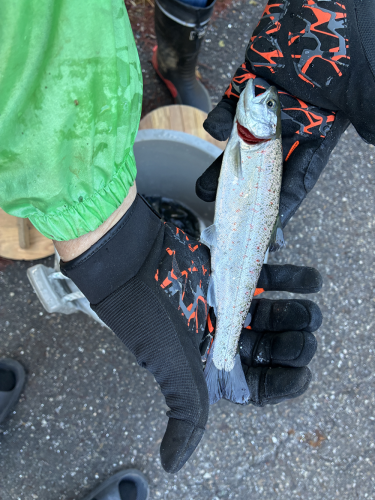 令和8年3月1日アマゴ解禁！！ 本日400Kアマゴ成魚放流！！ - 大