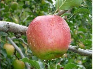 今年採れた最初のりんご　サンつがる