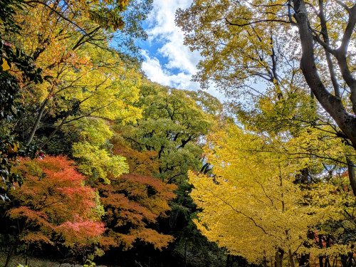 保久良神社紅葉.jpg