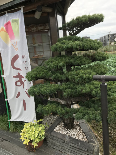 本日はお店の「松の剪定」です。