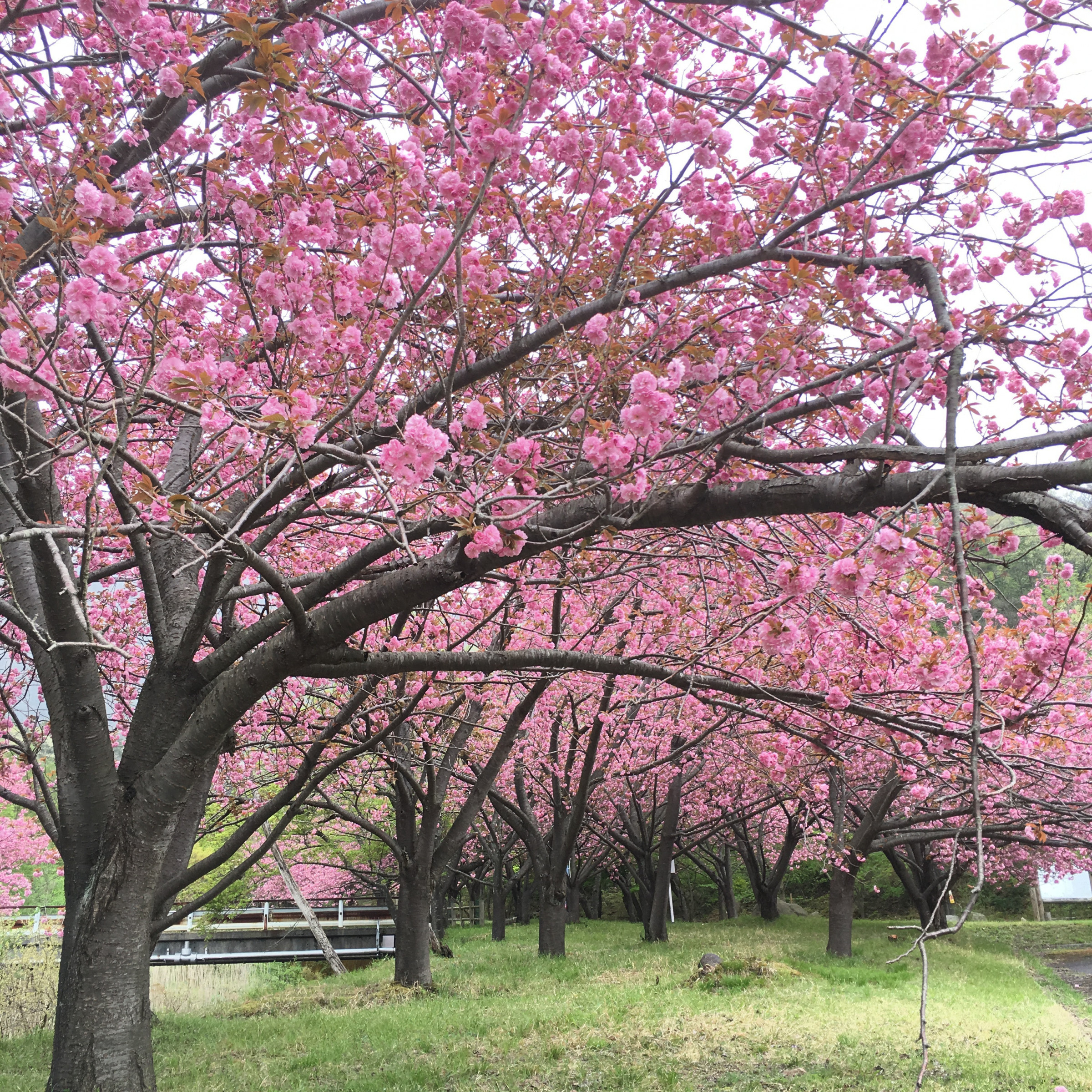 見事なマキノ高原の春の桜