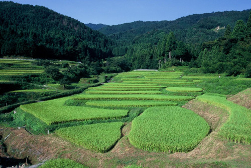 hata07.jpg