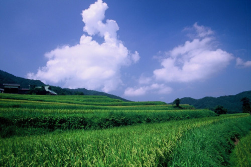 hata08.JPG.jpg