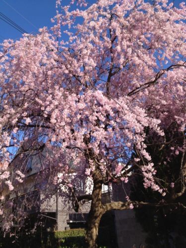 大沢神社のしだれ桜