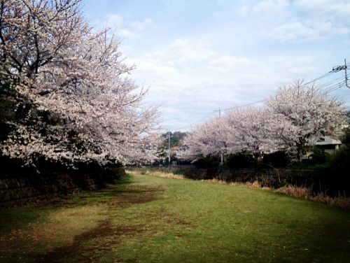 小金井市の野川の桜