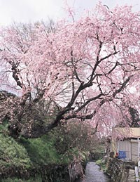 平沢小学校の枝垂桜
