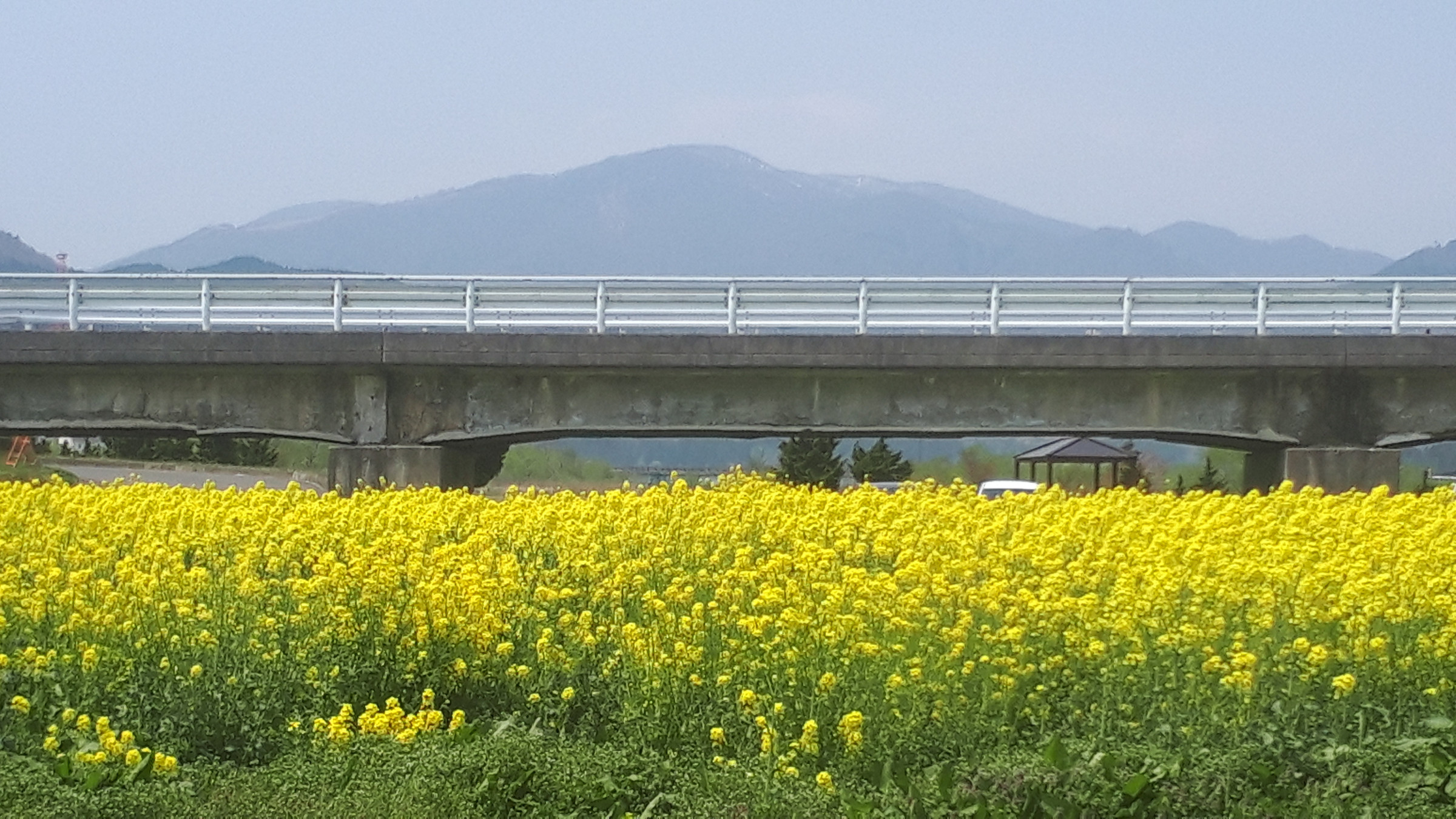 「花渕山」をバックに、江合川河川敷の「菜の花」