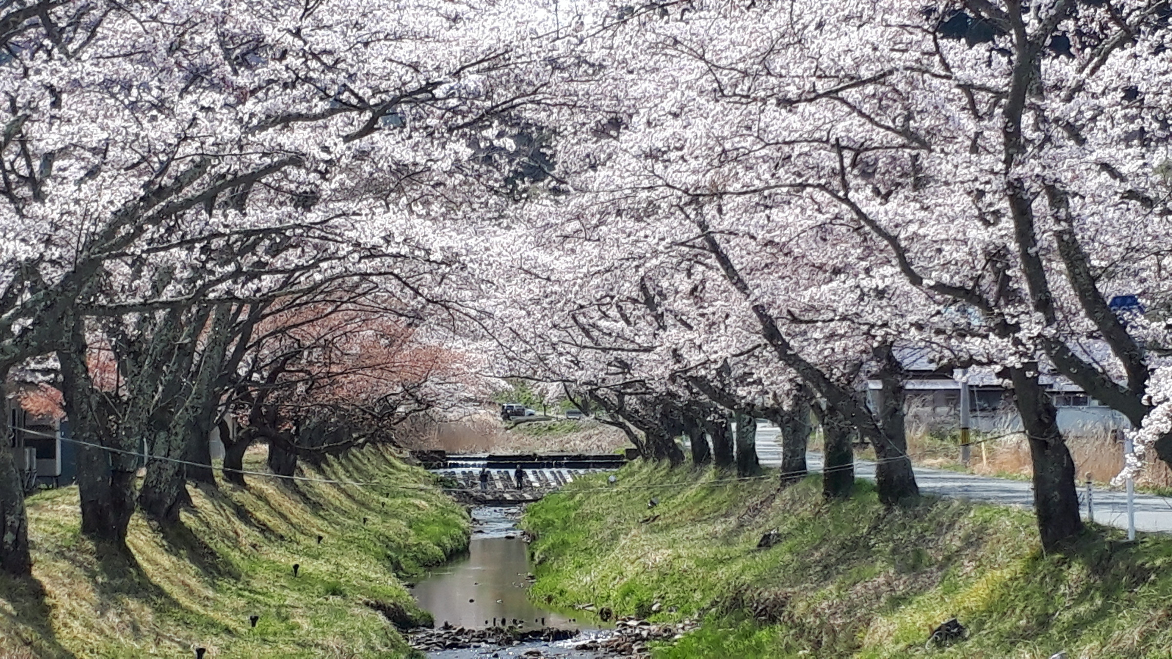 川渡温泉、湯沢川の「桜並木」