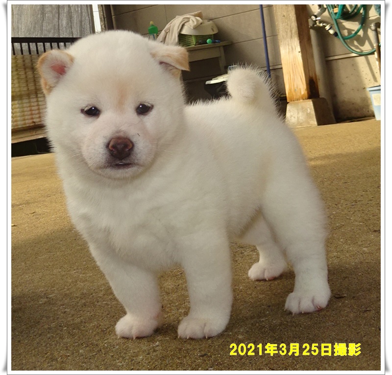 [新しいコレクション] 白柴犬 子犬 285028白柴犬 子犬