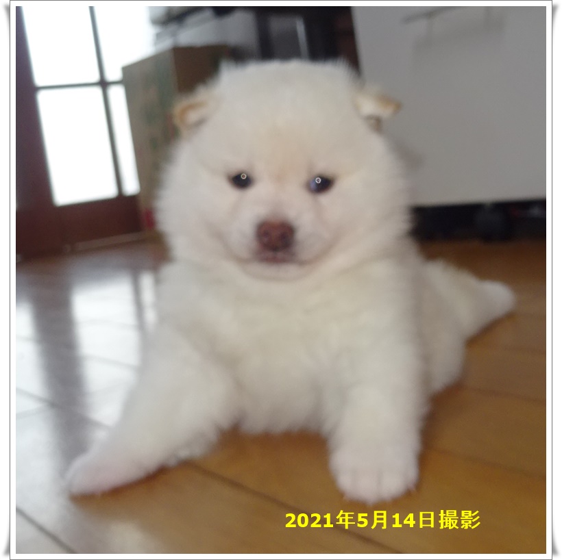 子犬紹介 白柴犬 柴犬専門犬舎 瑞蓮荘