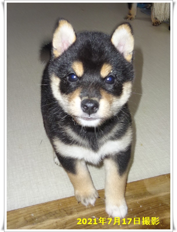 6月3日生まれ黒柴女の子 ヨウ4 ちゃこ 家族が決まりました 柴犬専門犬舎 瑞蓮荘