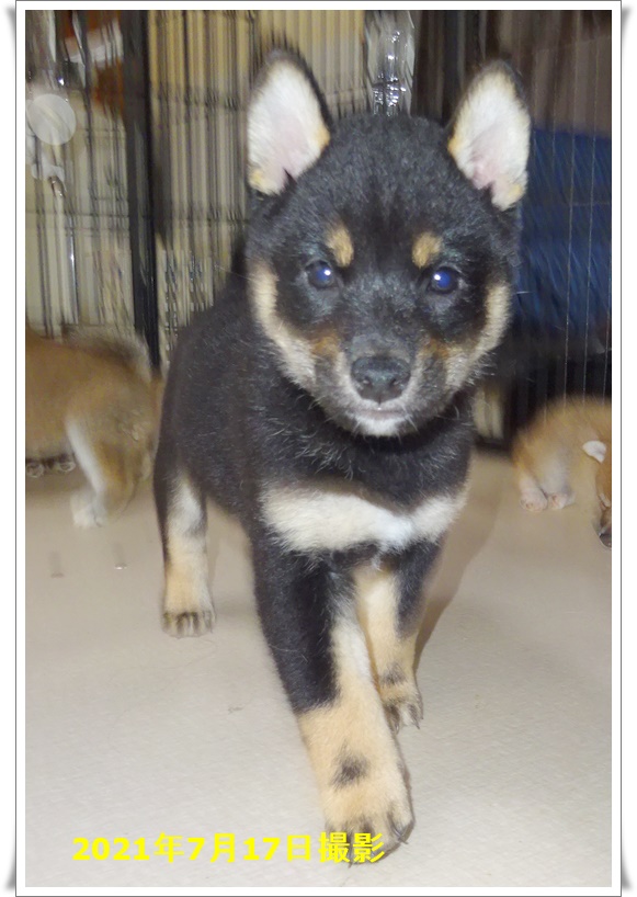 6月3日生まれ黒柴男の子 ヨウ1 海斗 家族が決まりました 柴犬専門犬舎 瑞蓮荘 6月3日生まれ黒柴男の子 ヨウ1 海斗 家族が決まりました 柴犬専門犬舎 瑞蓮荘