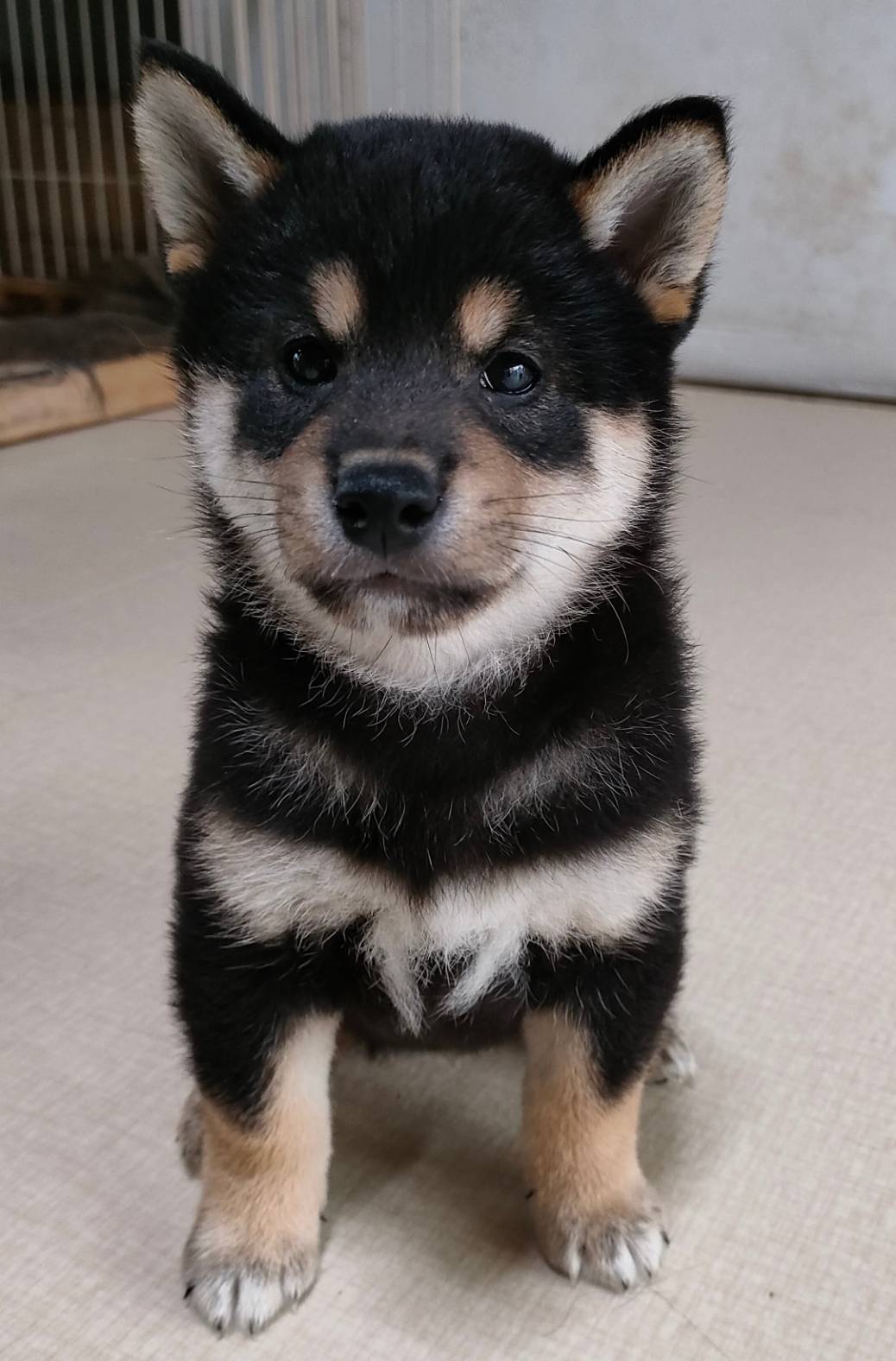 子犬紹介 黒柴犬 柴犬専門犬舎 瑞蓮荘