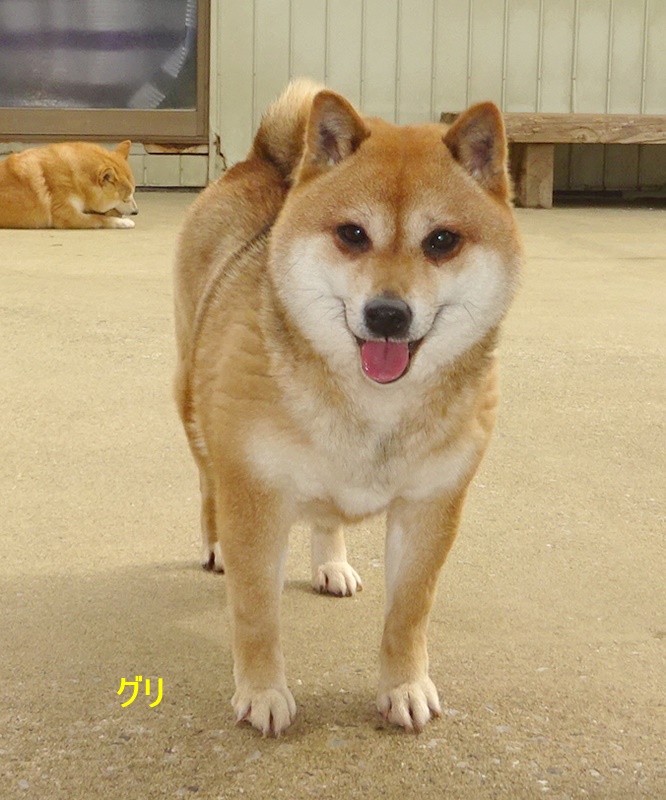 里親募集 令和４年10月8日更新 柴犬専門犬舎 瑞蓮荘