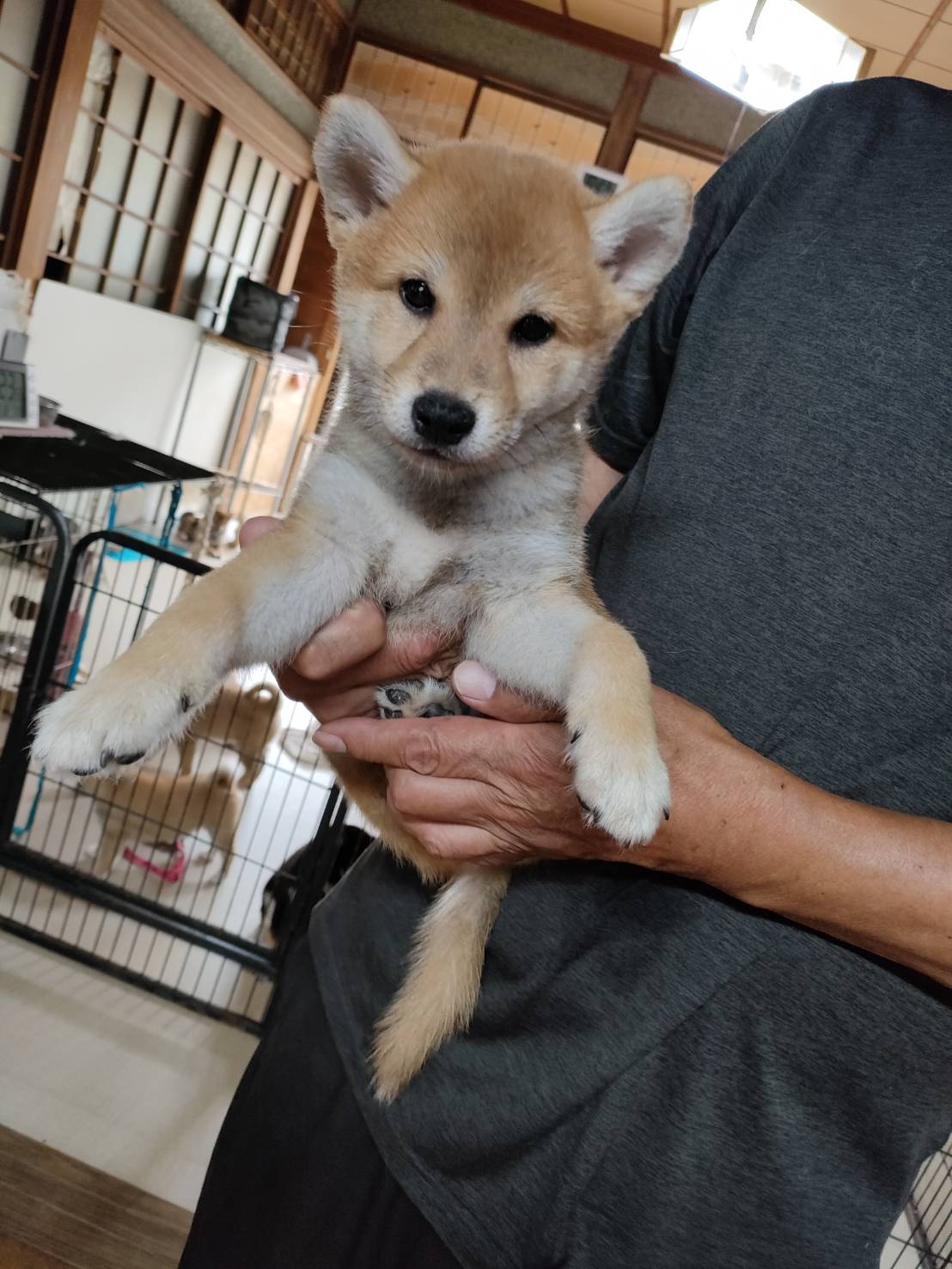 子犬紹介 赤柴犬 柴犬専門犬舎 瑞蓮荘