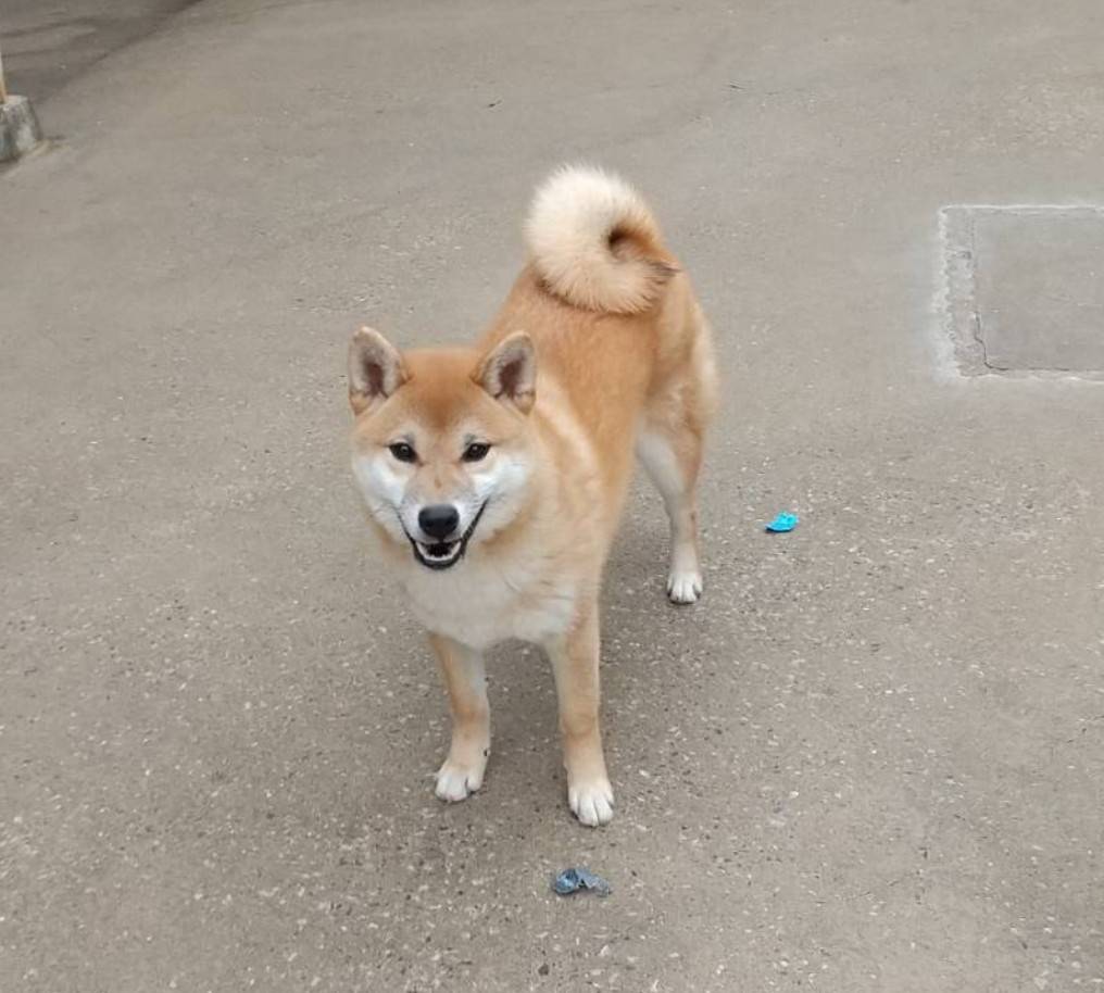 約、生後6ヶ月のオスの黒の柴犬です。里親に成ってくれる