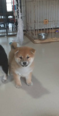 ①12月30日生まれ　女の子