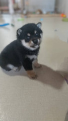 ③1月11日生まれ　豆柴　黒　アブ×カツオ