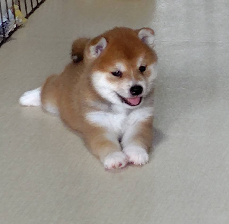 柴犬のりお様 hqdefault.jpg