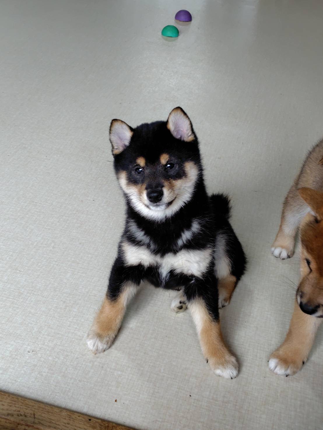 ⑥豆柴　11月18日生まれ　黒　女の子