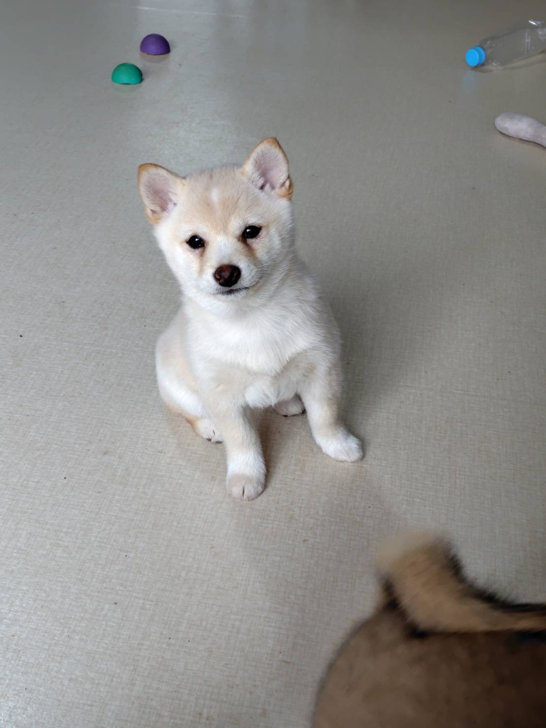 ⑤白豆柴　11月15日生まれ　女の子