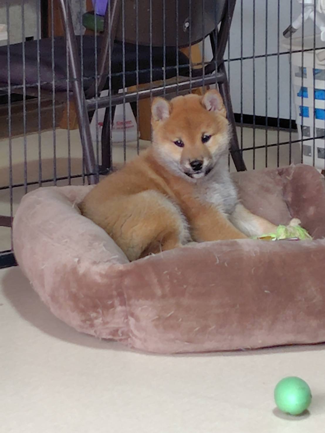 ④赤柴　12月2日生まれ　男の子