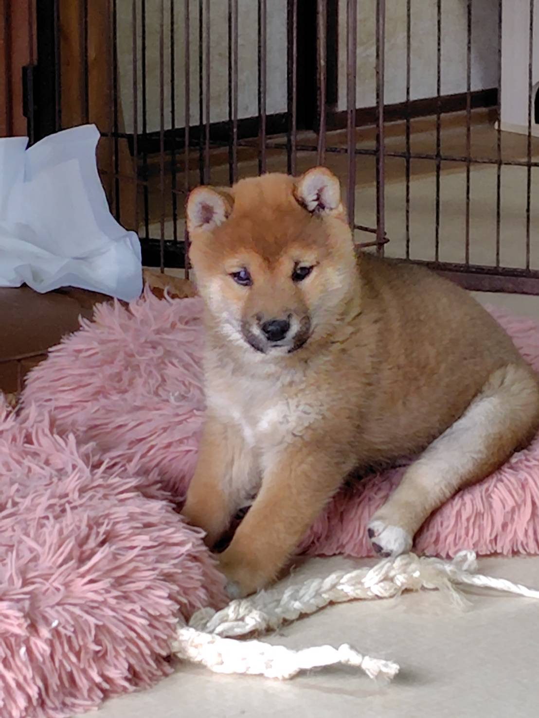 ③赤柴12月2日生まれ　男の子