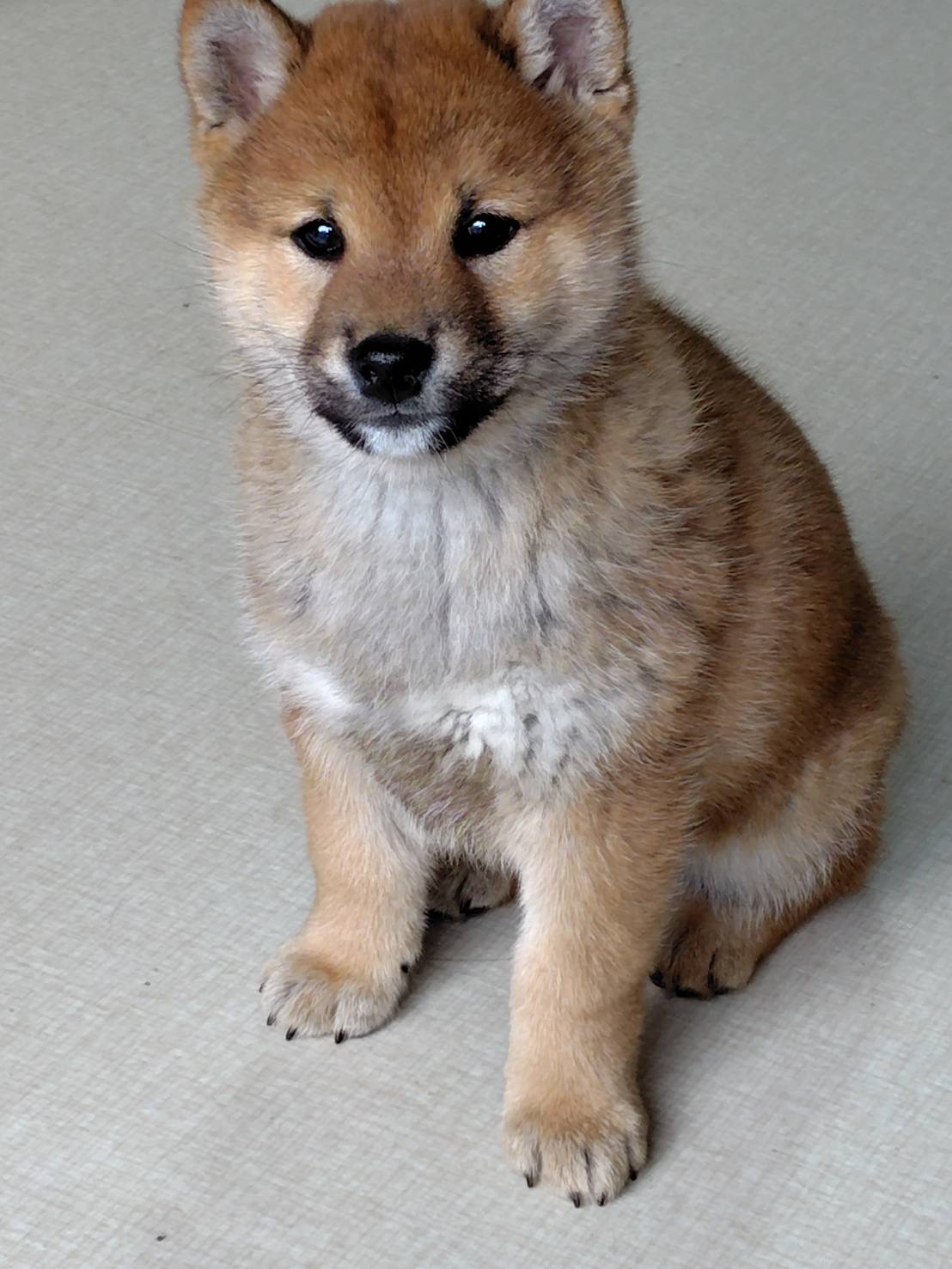 ②赤柴　12月2日生まれ　男の子