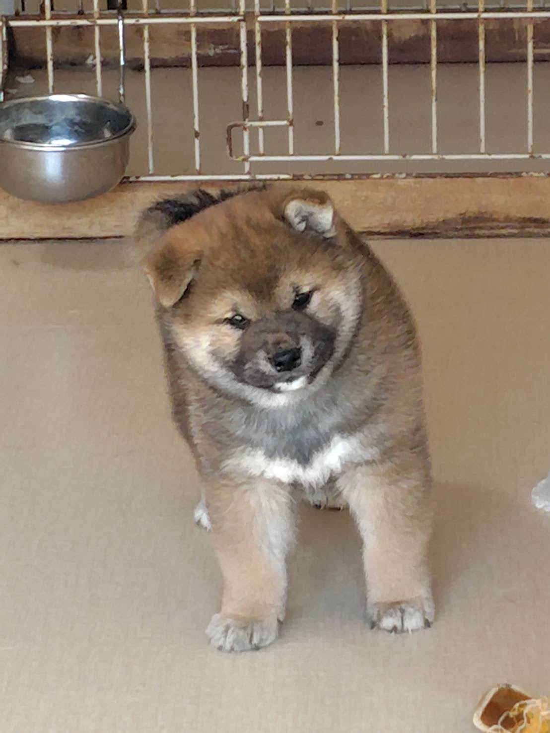 ⑧1月5日生まれ　赤柴オス