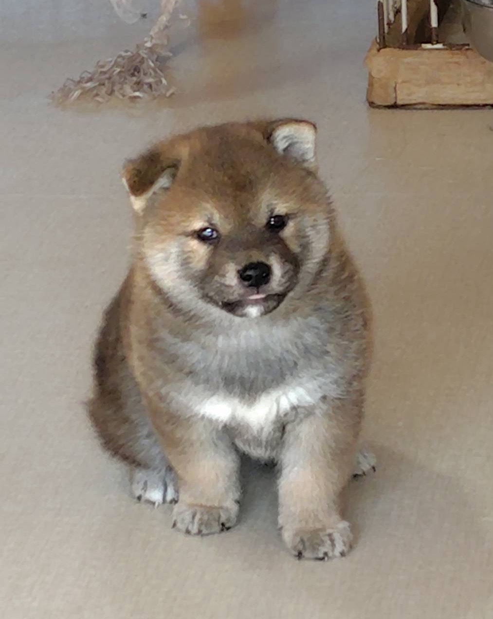 ⑦1月5日生まれ　赤柴オス