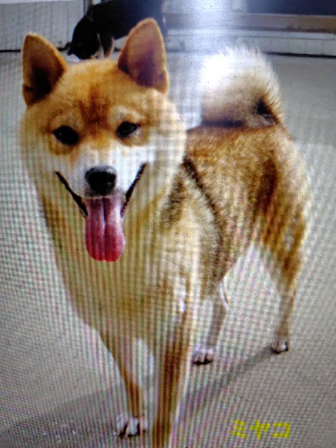 里親募集 - 柴犬専門犬舎 瑞蓮荘