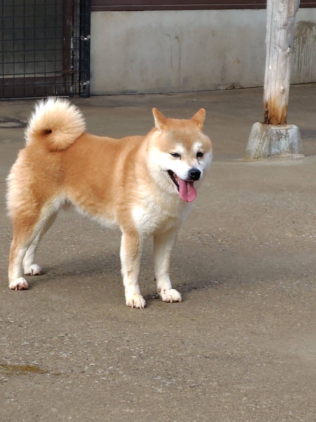 里親募集 - 柴犬専門犬舎 瑞蓮荘
