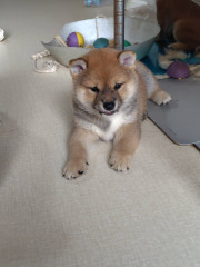 ③4月22日生まれ　赤柴　オス