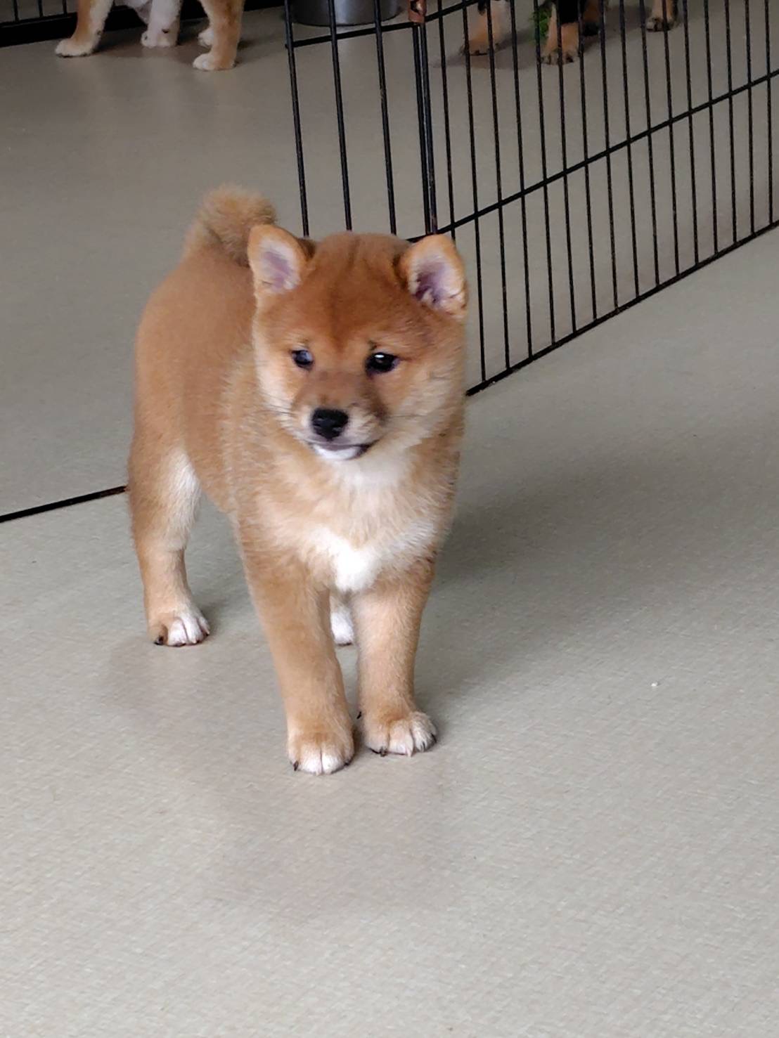 ⑦豆柴 5月8日生まれ 赤柴 オス - 柴犬専門犬舎 瑞蓮荘
