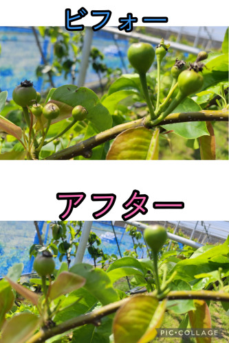 素抜き.jpg