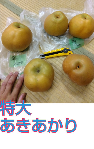 特大あきあかり.jpg